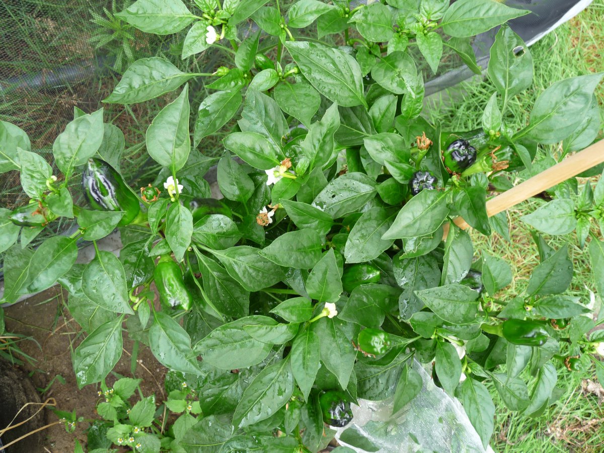 P1100141.JPG
