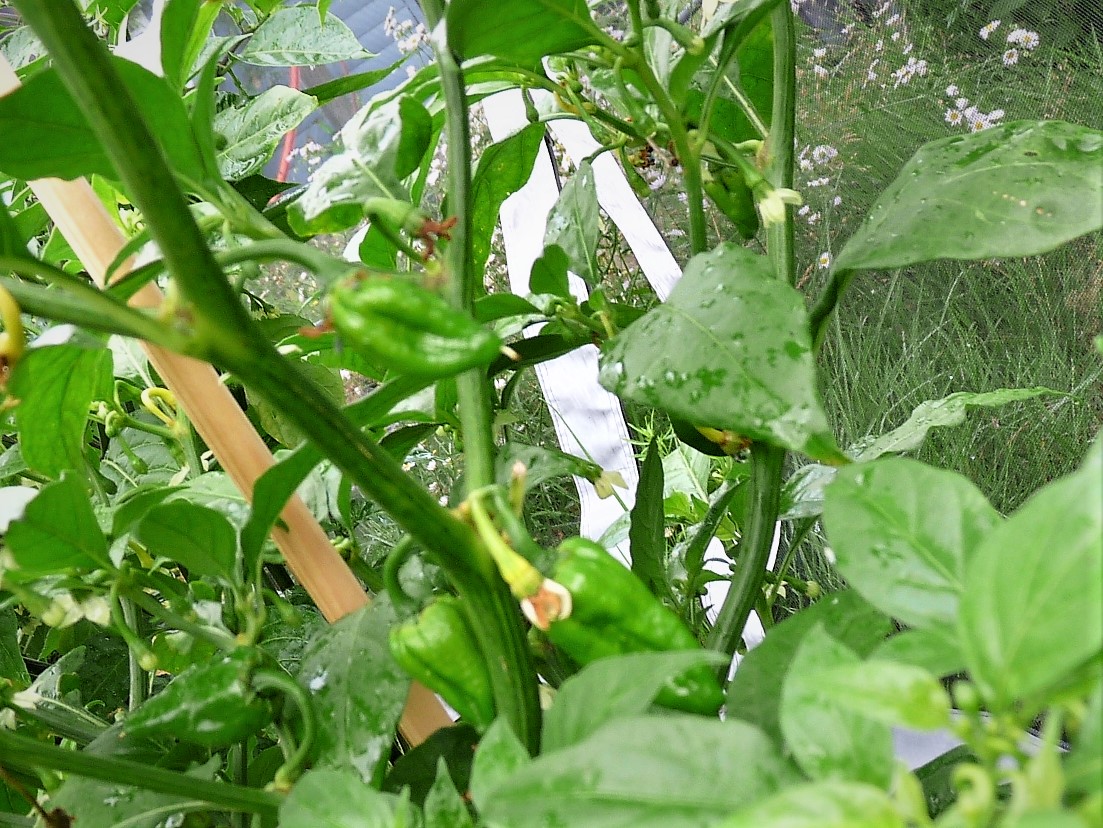 P1100142.JPG
