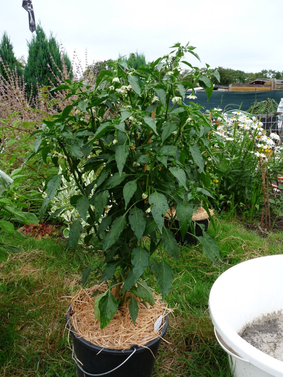 P1100147.JPG