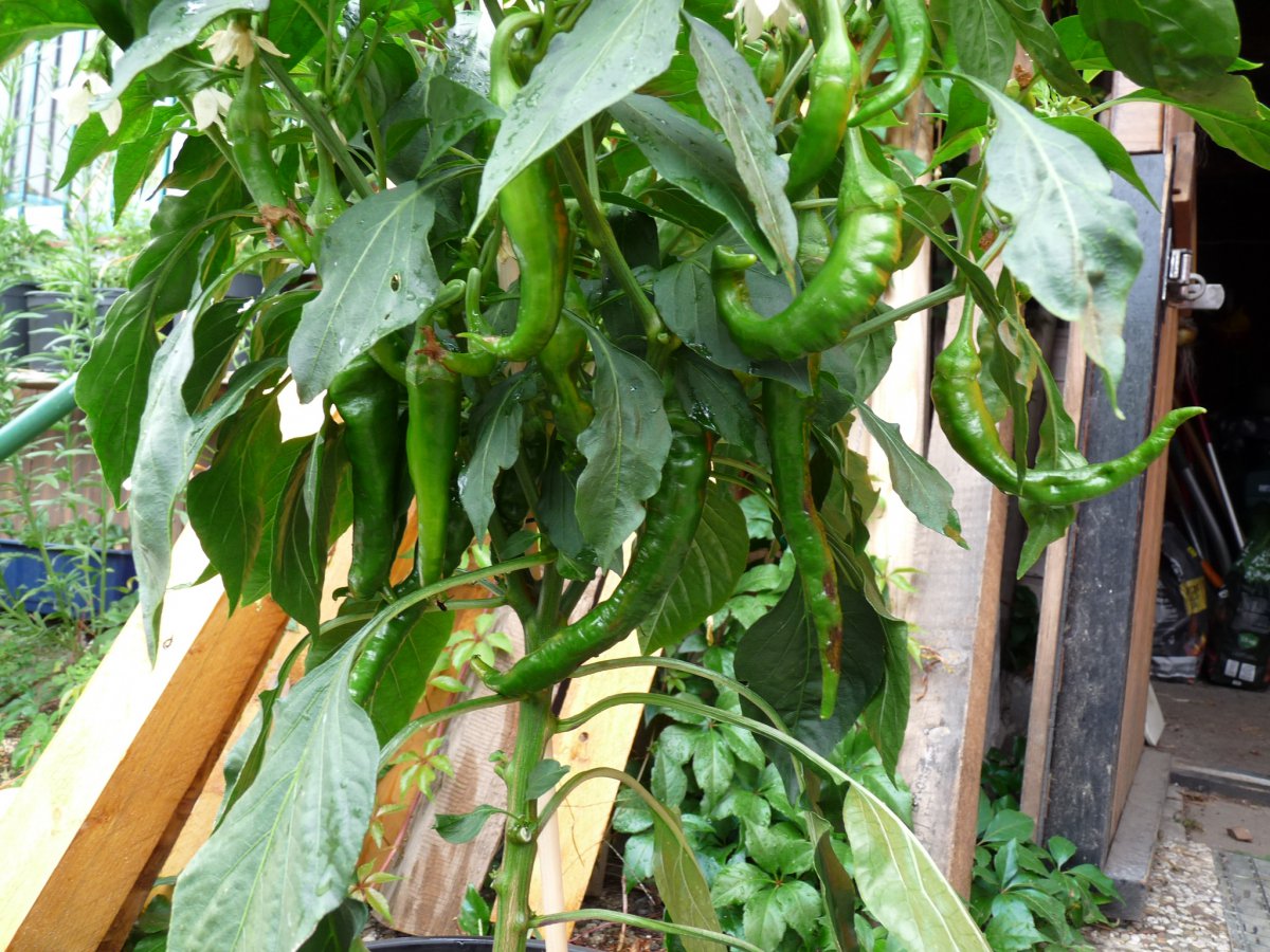 P1100158.JPG
