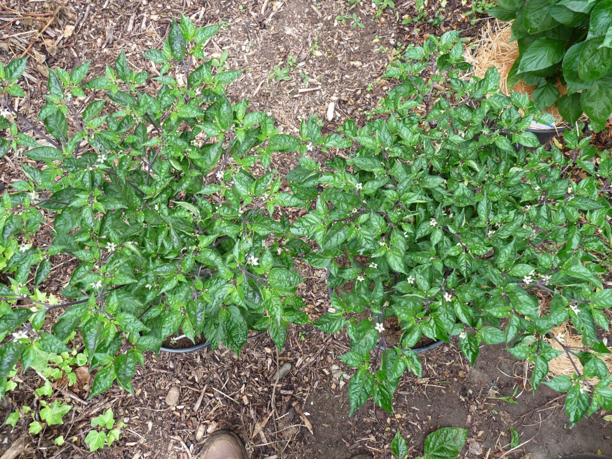 P1100167.JPG