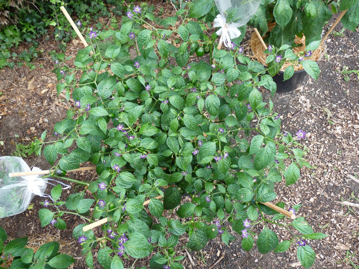 P1100171.JPG