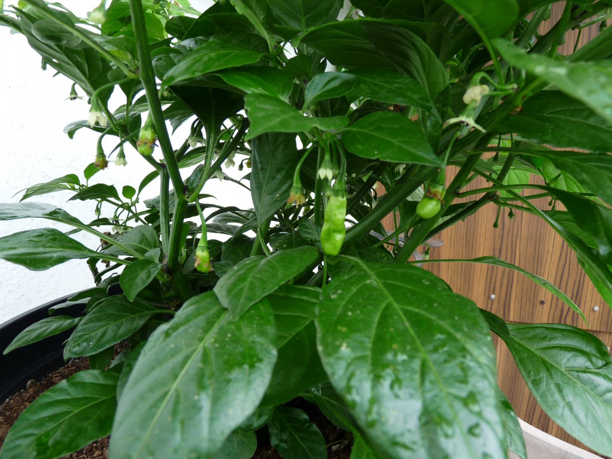 P1100179.JPG