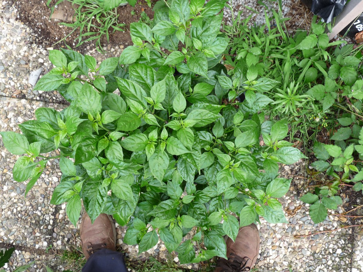 P1100180.JPG