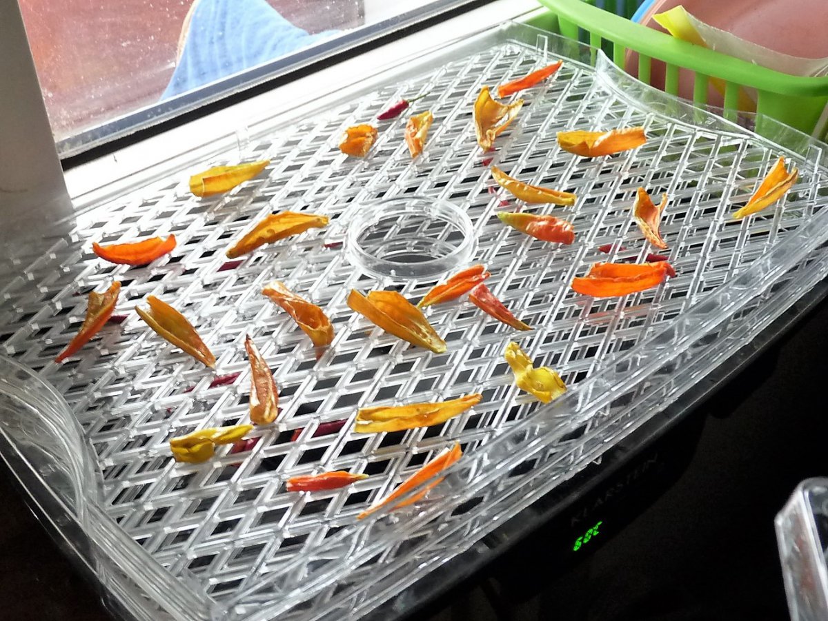 P1100231.JPG