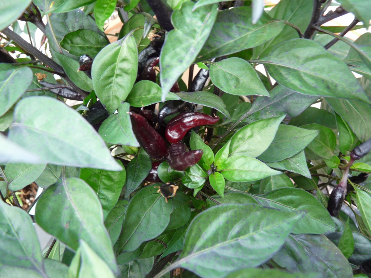 P1100233.JPG