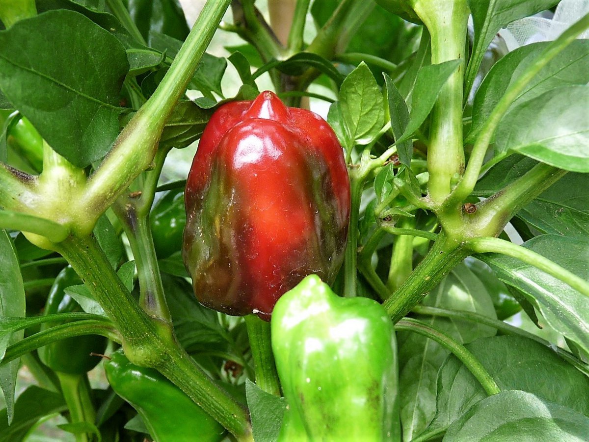 P1100236.JPG
