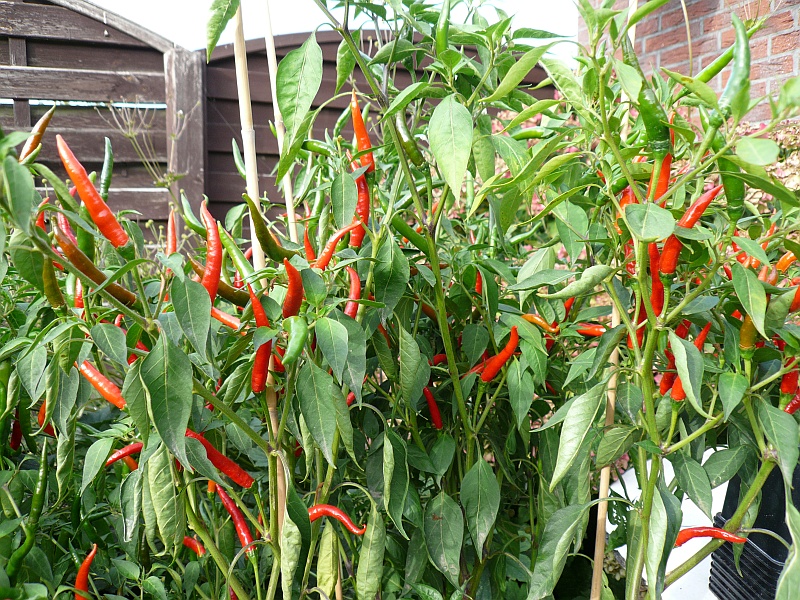 P1100240b.jpg