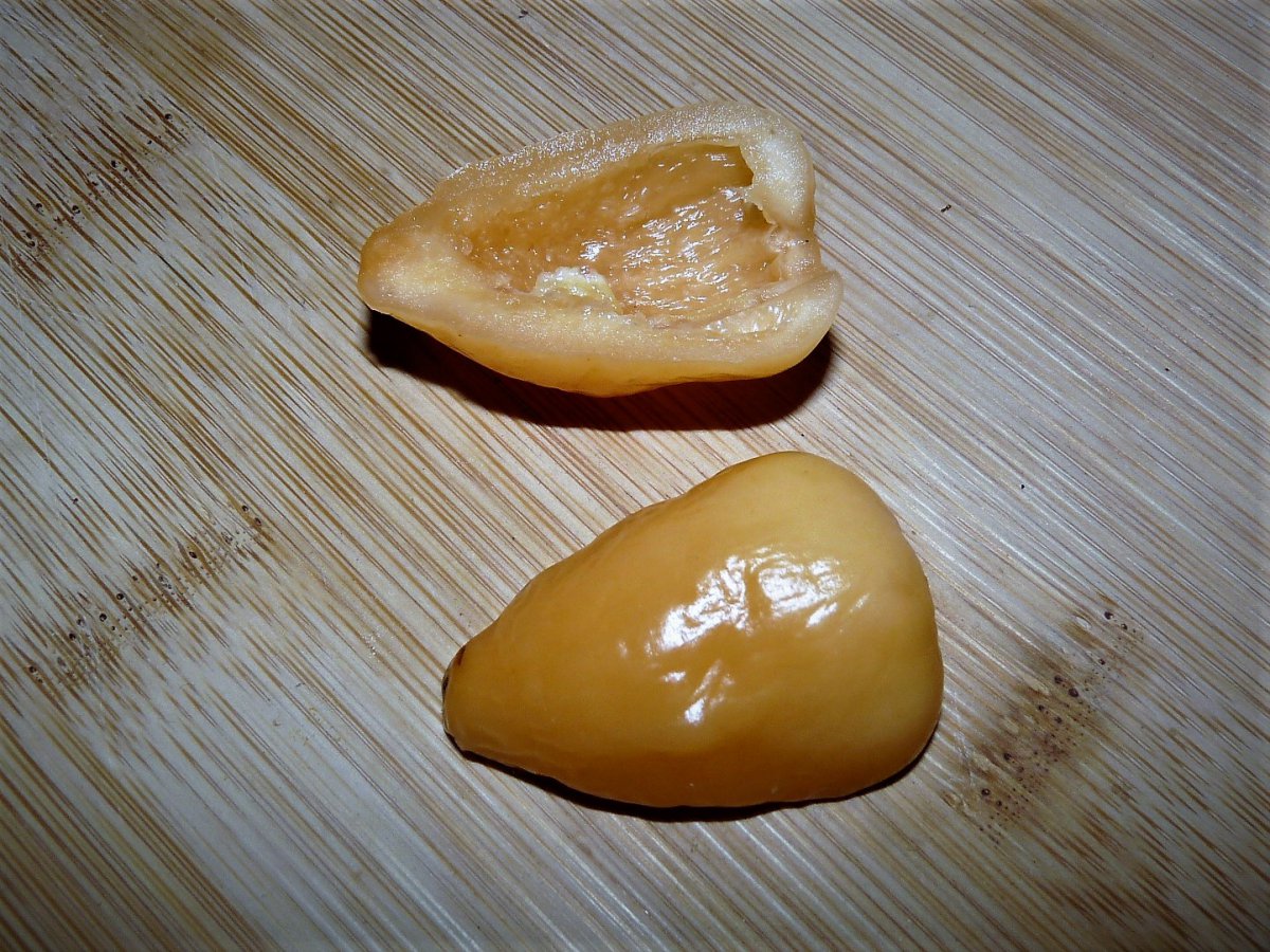 P1100260.jpg