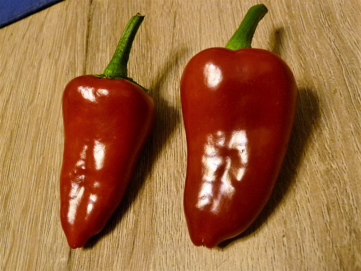 P1100262.jpg