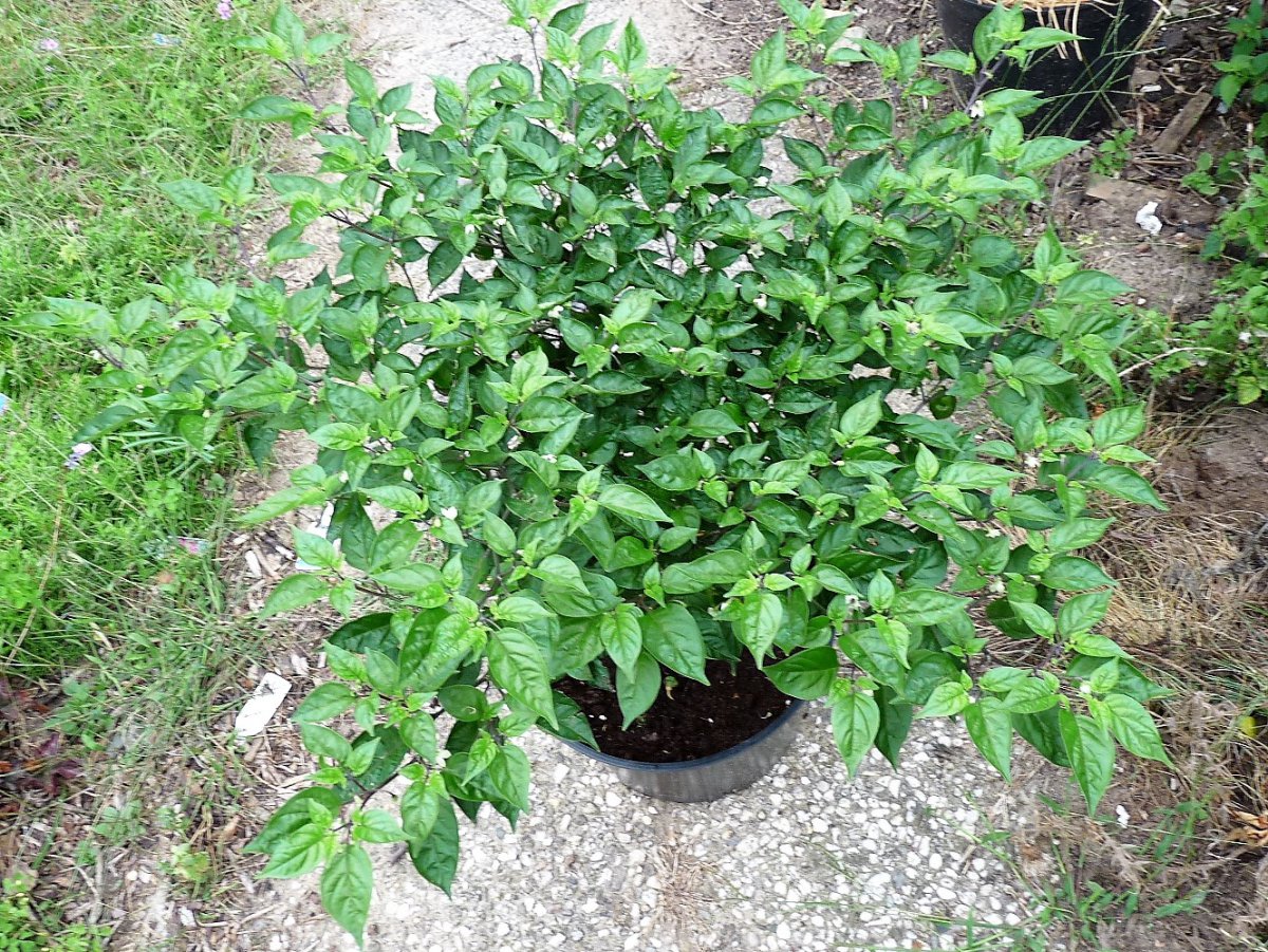 P1100311.jpg