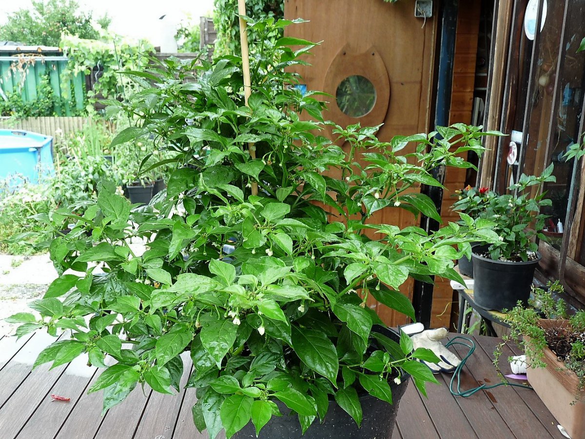 P1100344.jpg