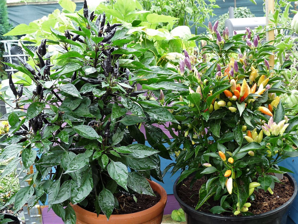 P1100348.jpg