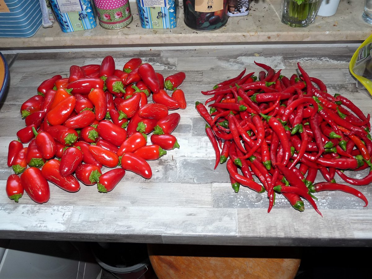 P1100441.jpg