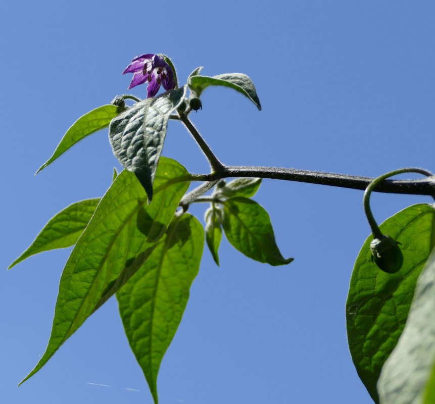 P1130073_cut.jpg