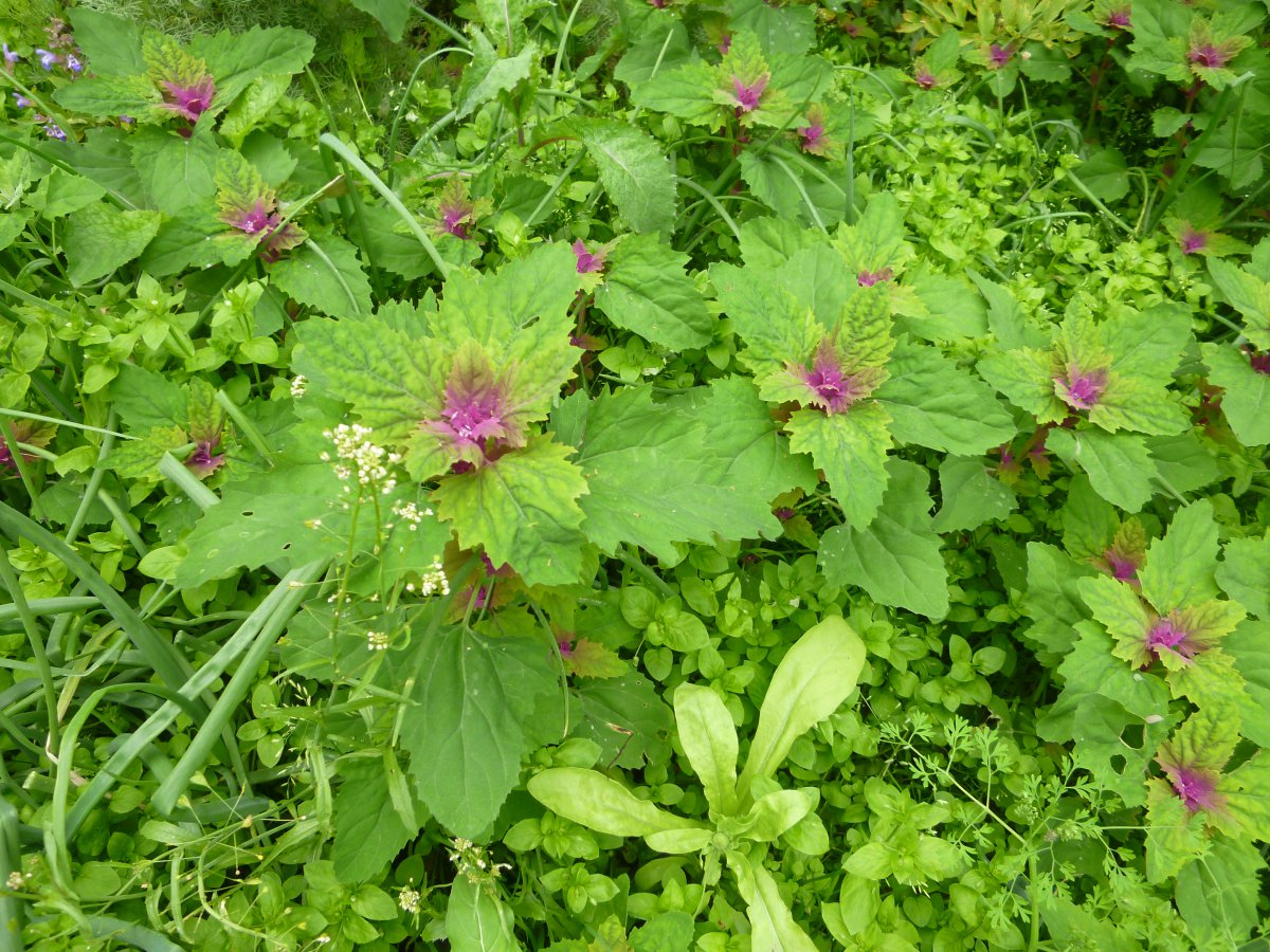 P1210746.JPG