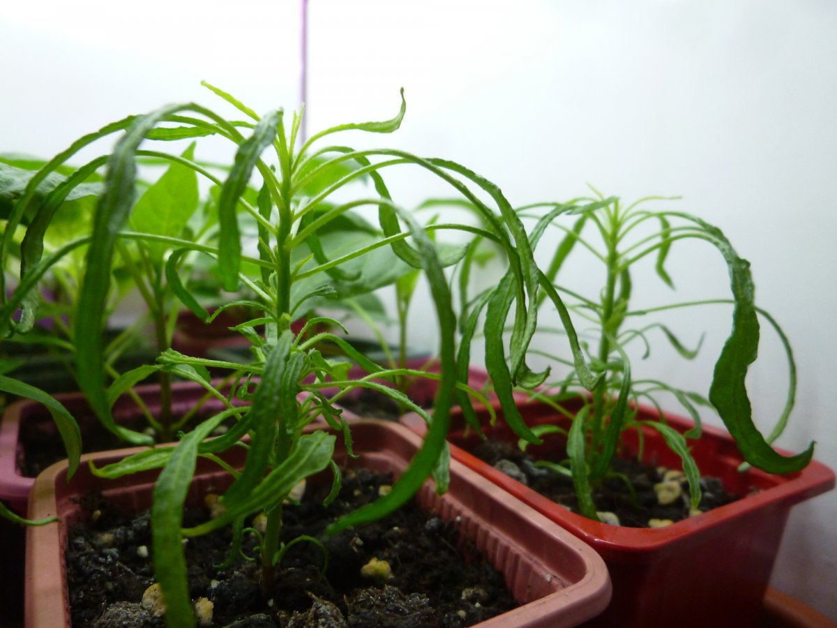 P1250055.JPG