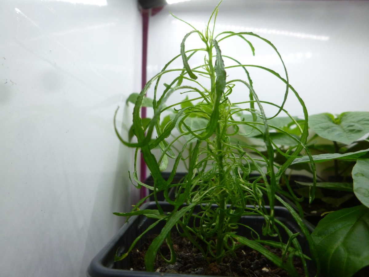 P1250056.JPG
