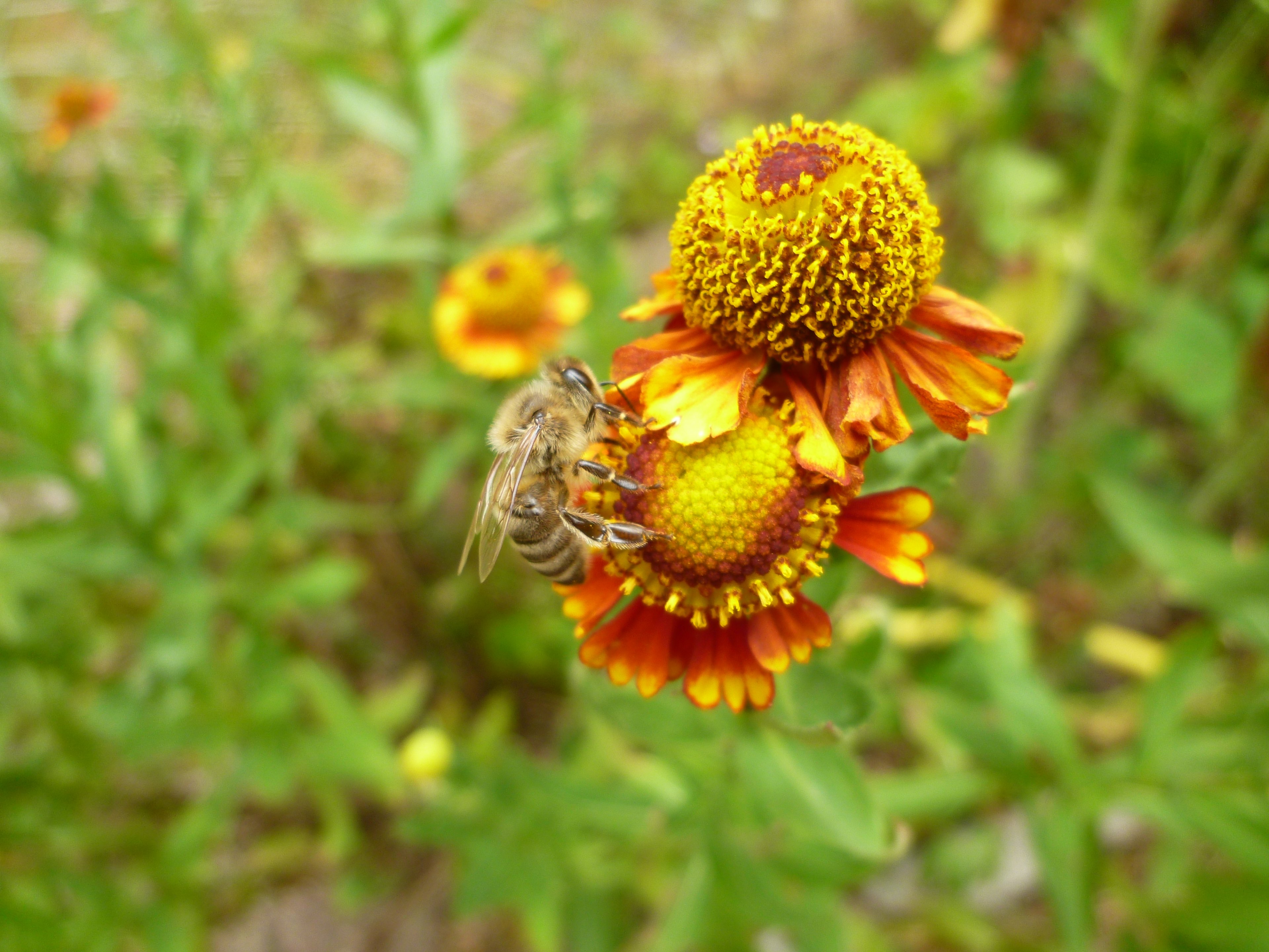 P1260020.JPG