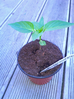 Padron.jpg