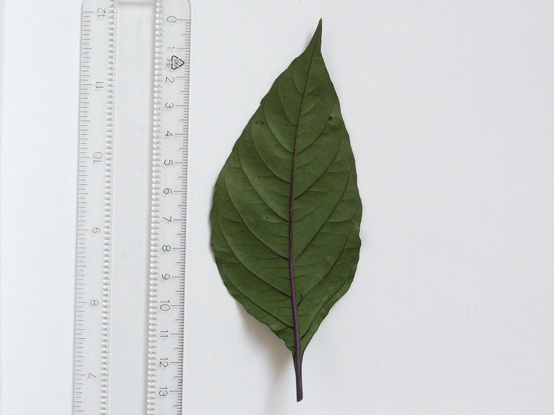 pdnDSCF0111.JPG