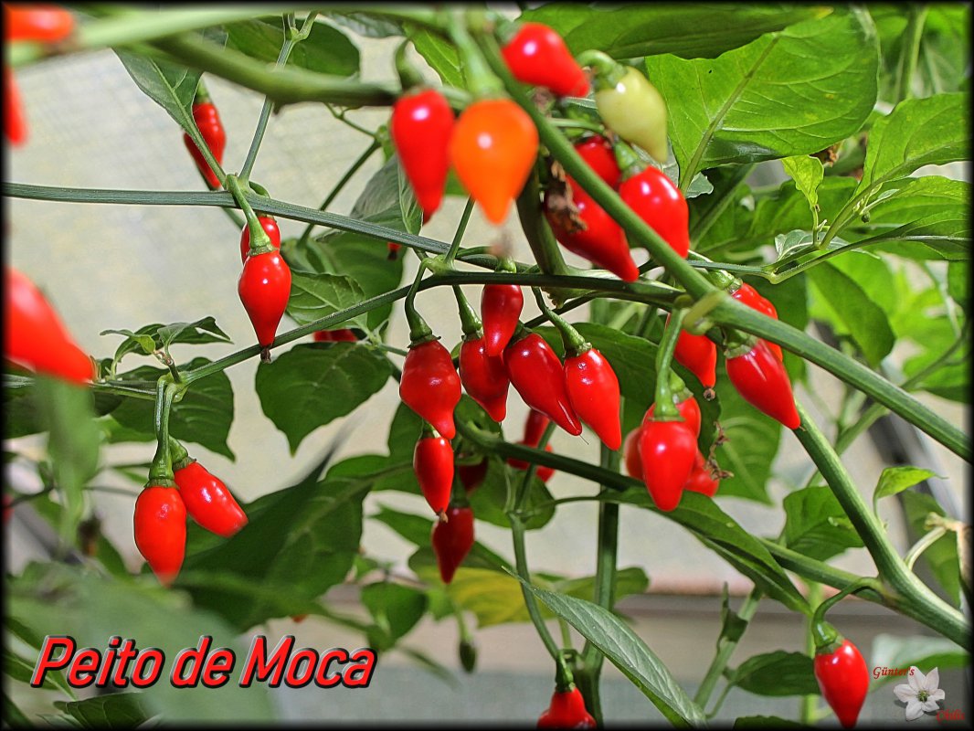Peito de Moca 17092018.JPG