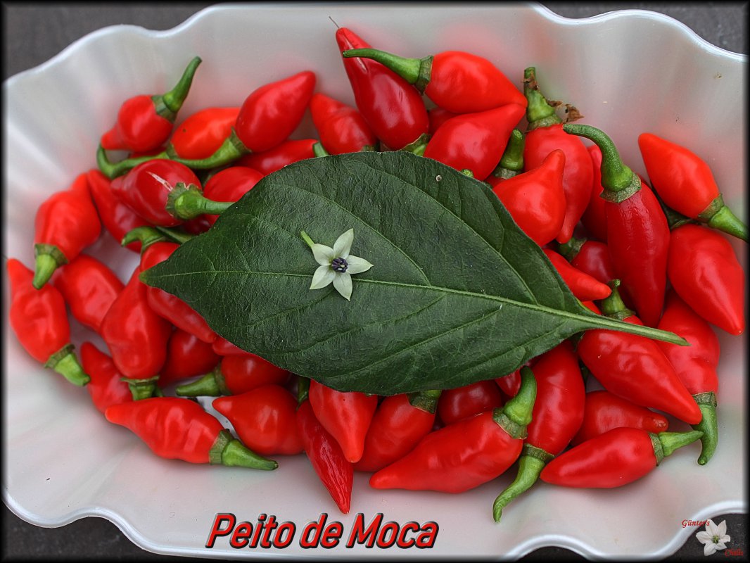 Peito de Moca 22092018.JPG