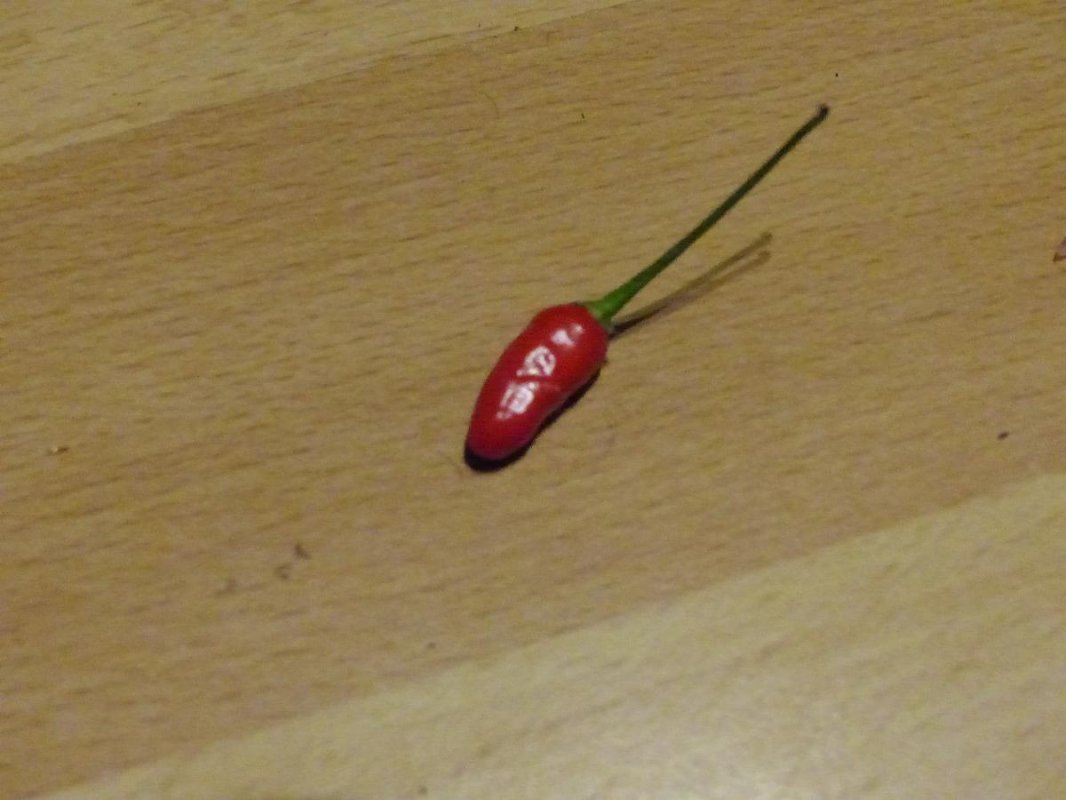 PI260567.jpg
