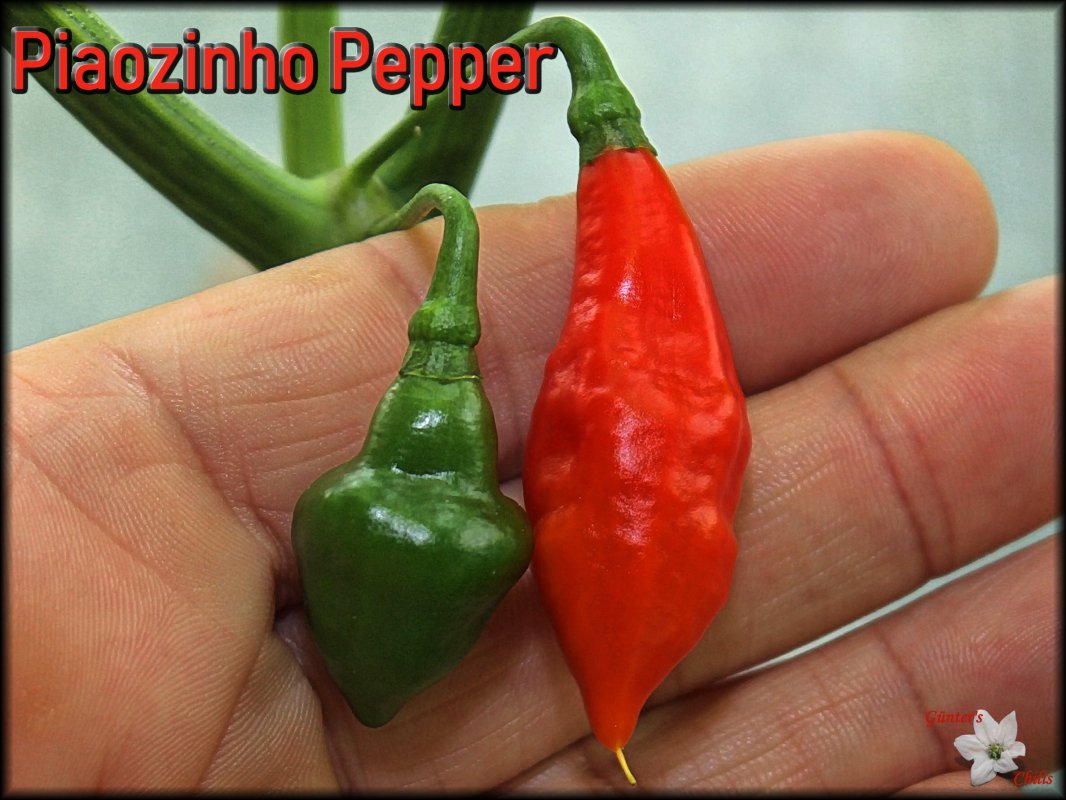 Piaozinho Pepper.JPG