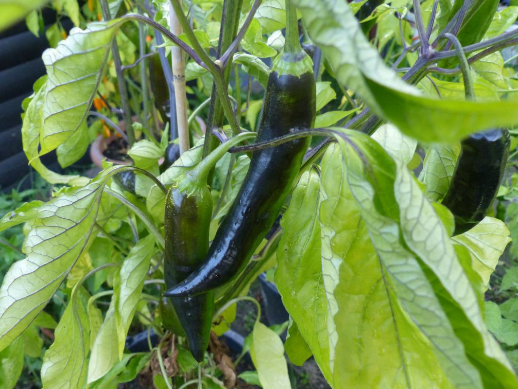 pickles.jpg
