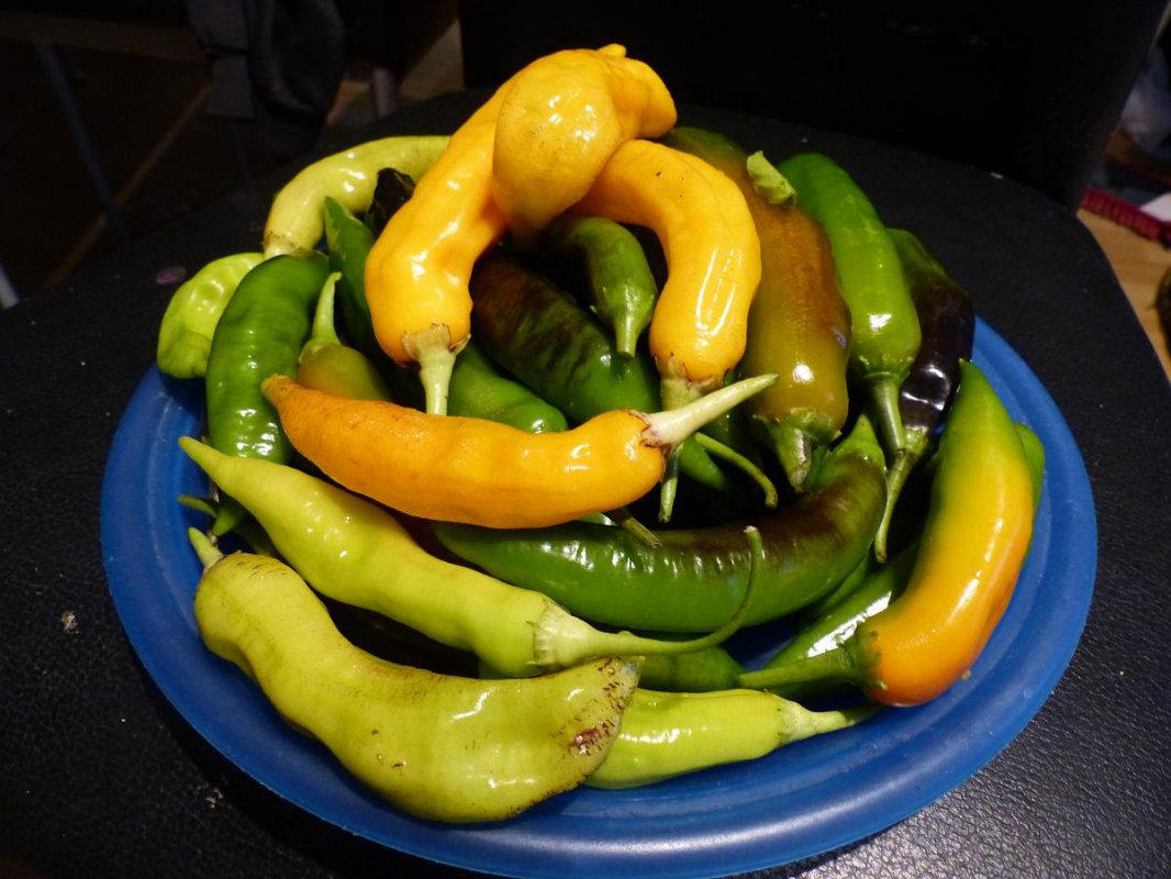 picklesajigolden.jpg
