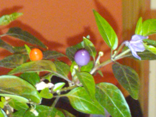 Pics 166.jpg