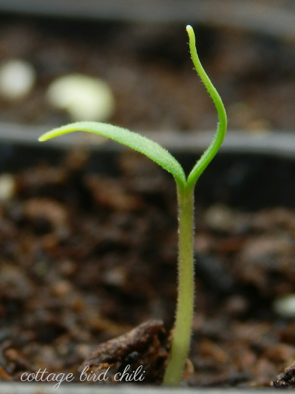 Picture30012021195907.png