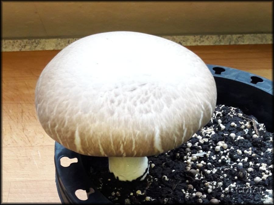 Pilz 20112018.jpg