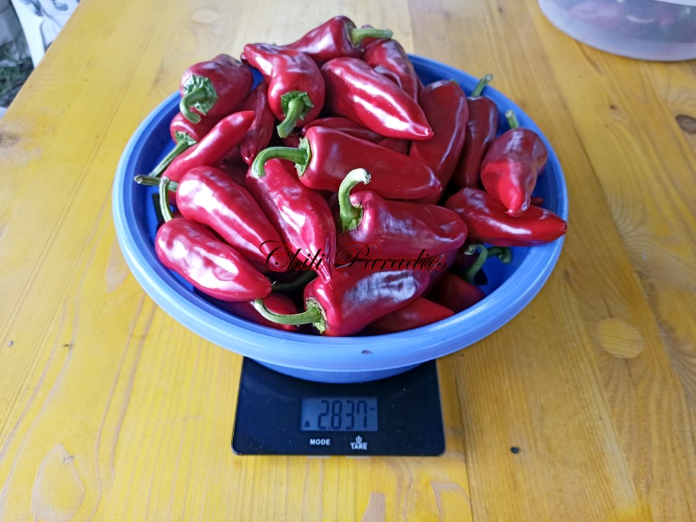 Piment d`Espelette.jpg