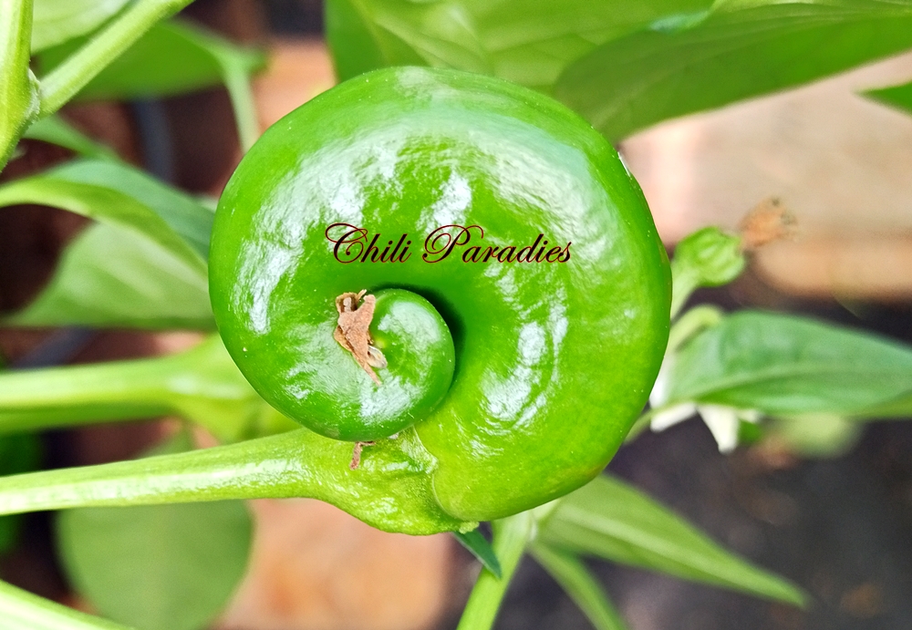 Pimenta de Padron yellow.jpg