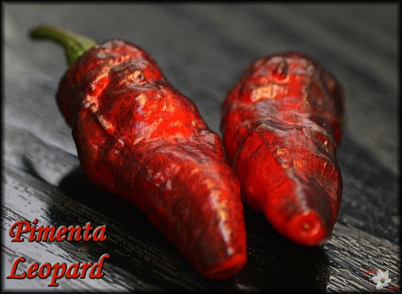 Pimenta Leopard - Kopie.JPG