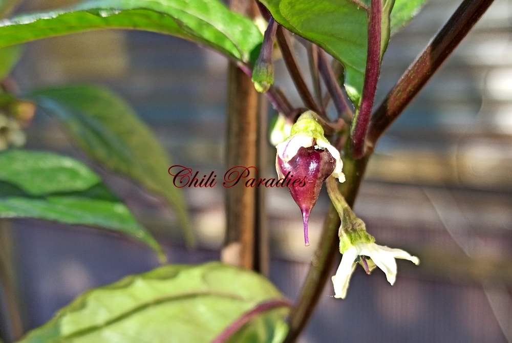 Pimenta_de_Neyde_x_Trinidad_Douglah.jpg