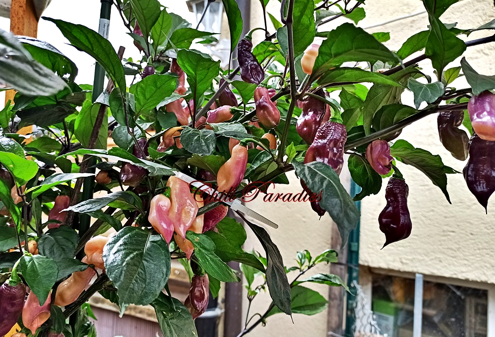 Pimenta_de_Neyde_x_Trinidad_Douglah2.jpg