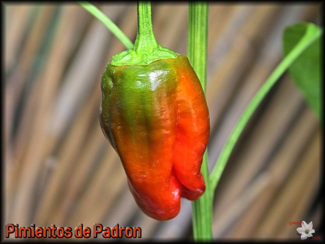 Pimientos de Padron.JPG