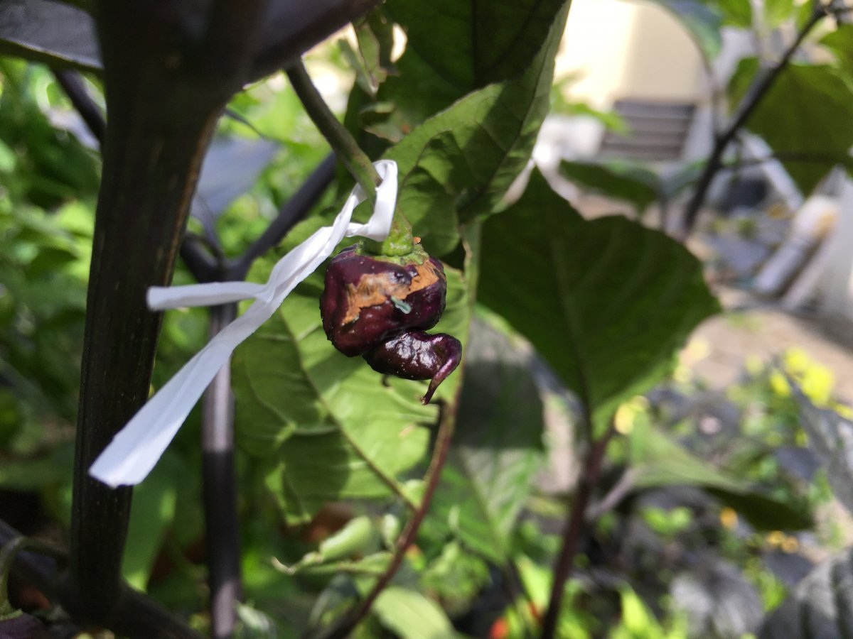Pink Tiger x Peach Bhut_03.JPG