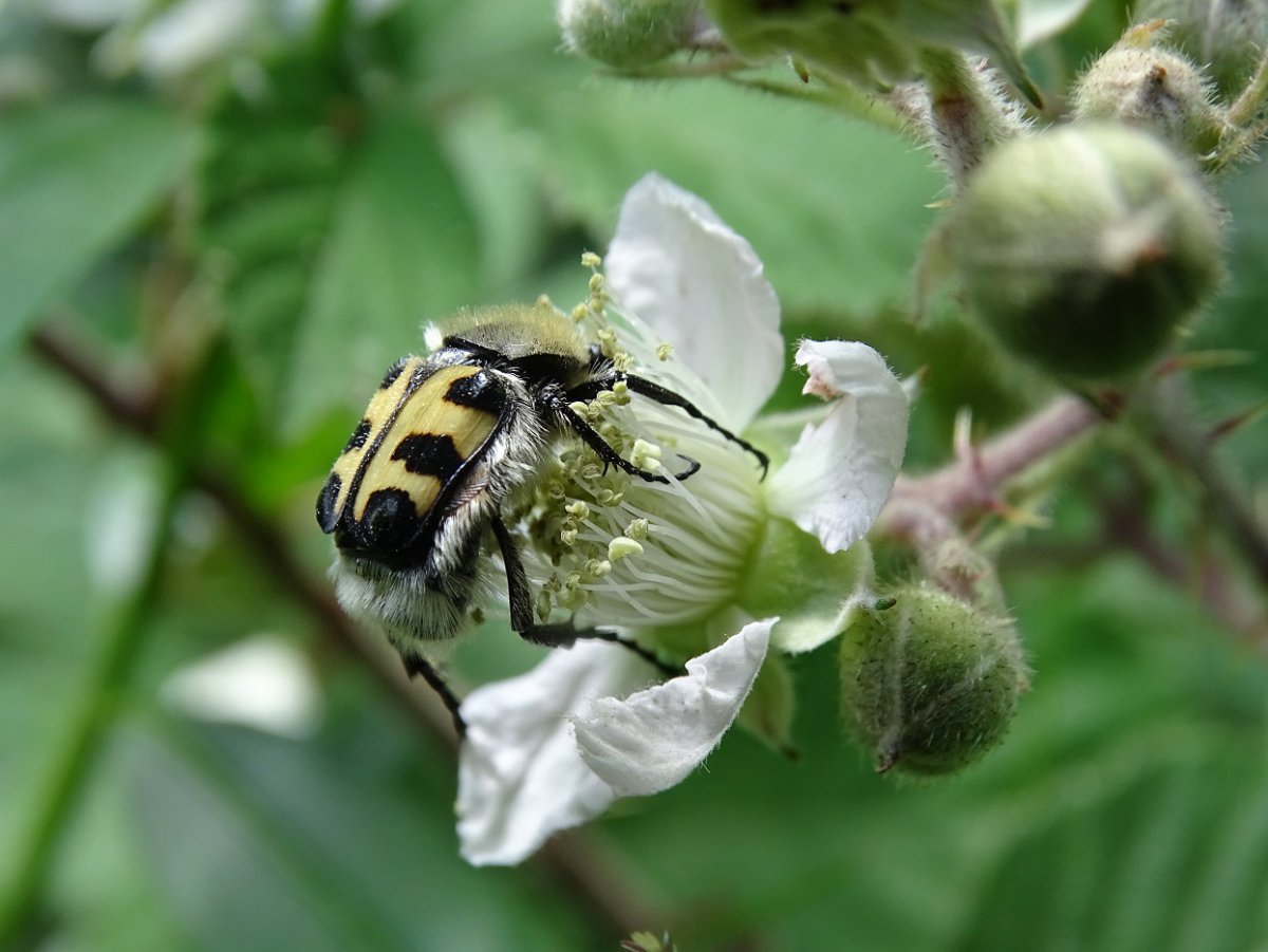 Pinselkäfer g.jpg
