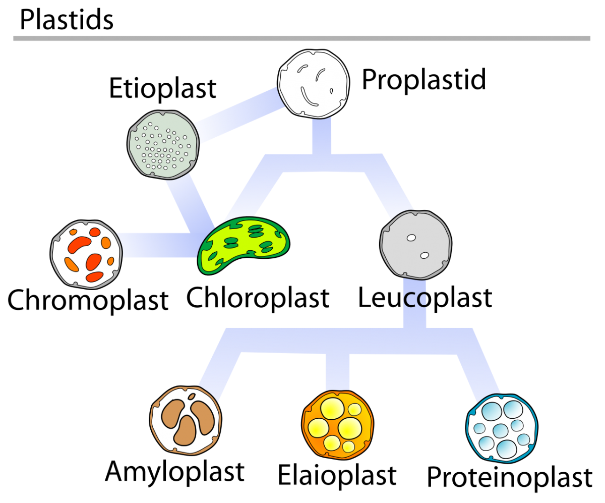 Plastids_types_en.svg.png