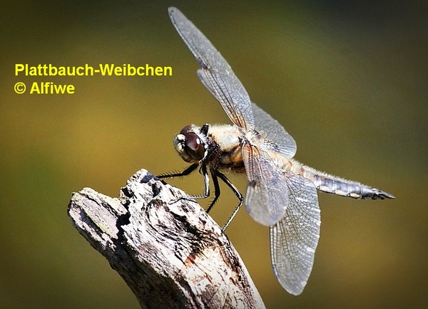 plattbauch-weibchen1sefq0.jpg
