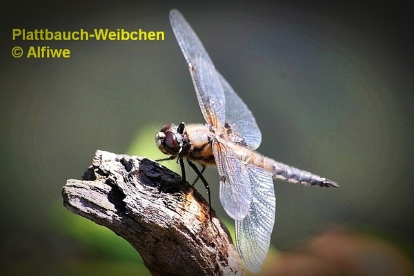 plattbauch-weibchen2wjc91.jpg