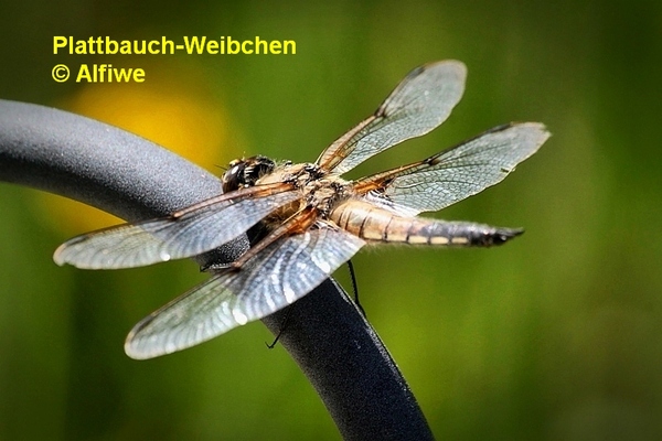 plattbauch-weibchen34ica9.jpg