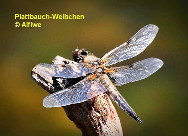 plattbauch-weibchen5twc7o.jpg