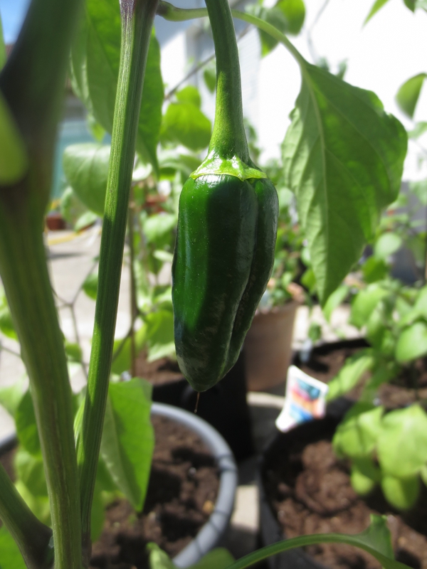 Poblano1.JPG