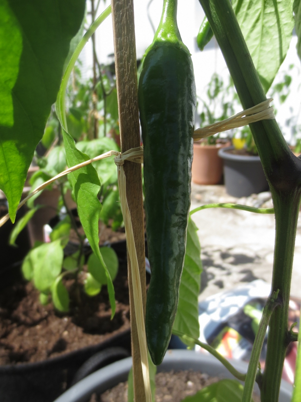 Poblano2.JPG