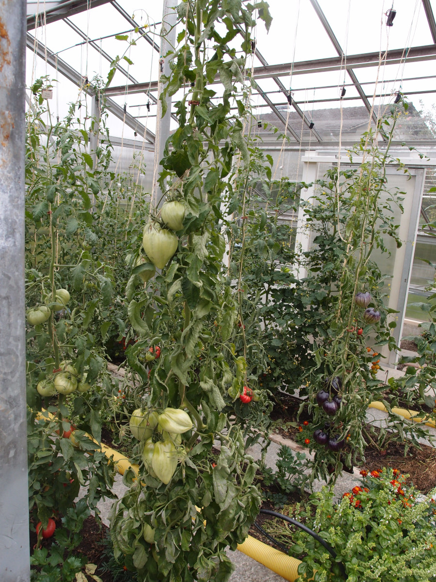 Pomodoro Cuore Antico di Acqui Terme - Pflanze.jpg